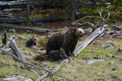 Grizzly Sow with Twin Cubs