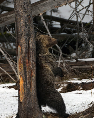 Grizzly Subadult Scratching an Itch