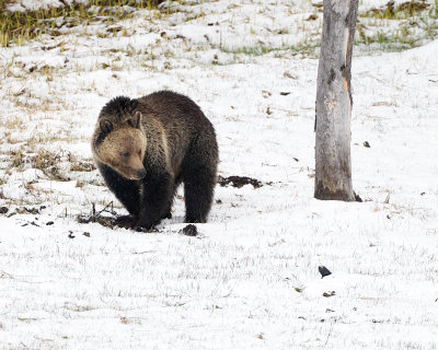 Grizzly Subadult