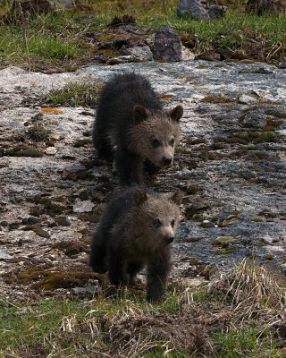 Grizzly Twins