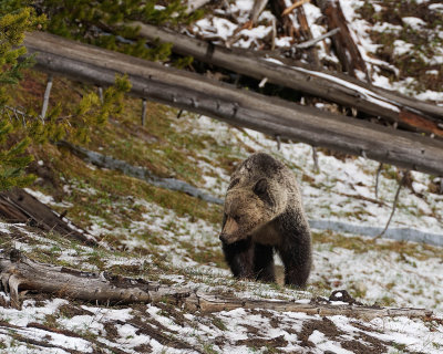 Grizzly under the log
