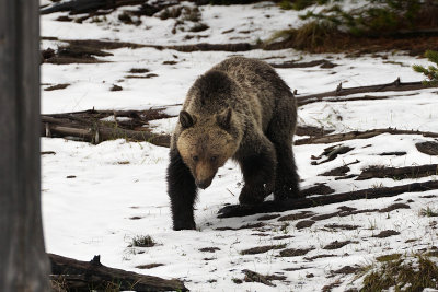 Grizzly Walking in the Snow
