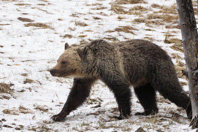 Grizzly Walking