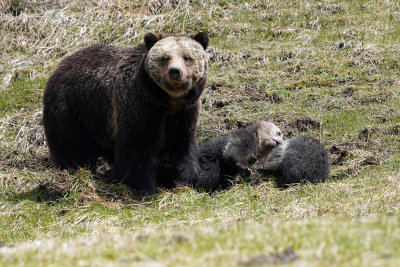 Mom with Cubs