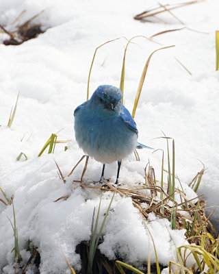 Mountain Bluebird in the Snow
