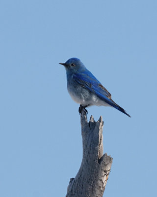Mountain Bluebird on a Snag