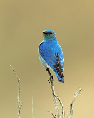 Mountain Bluebird Pose