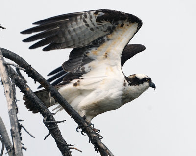 Osprey About to Launch