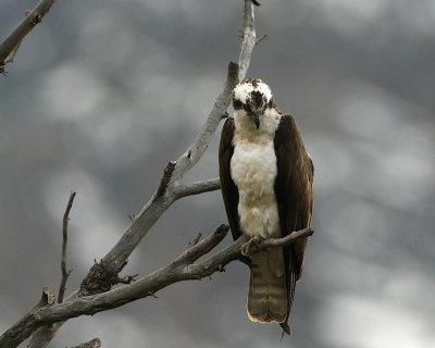 Osprey on a Branch