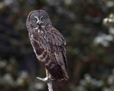 Owl in Bridge Bay