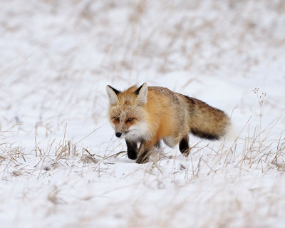 Prowling Fox