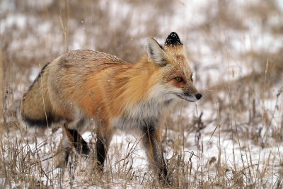 Red Fox in the High Grass