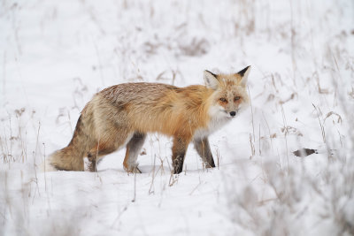 Red Fox on the Prowl