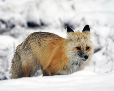 Red Fox Over the Snow