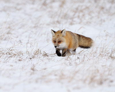 Red Fox Stalking
