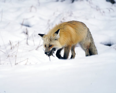 Red Fox with a Vole in the Snow