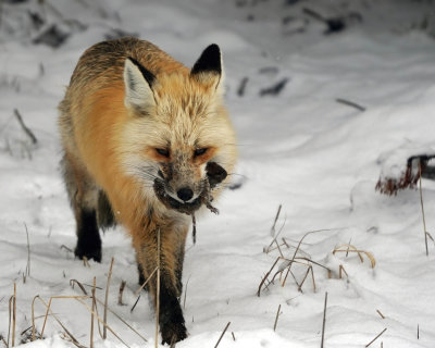 Red Fox with Vole