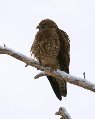 Red Tail Hawk on Snowy Branch