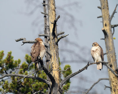 Two Red Tail Hawks