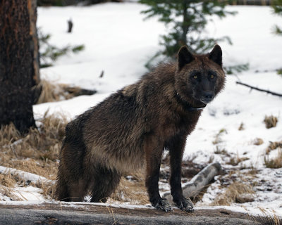 Wolf at Lehardy Rapids