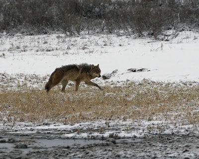 Wolf in the Hayden Valley