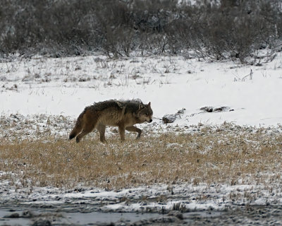 Wolf in the Hayden