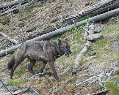 Wolf on the Hillside