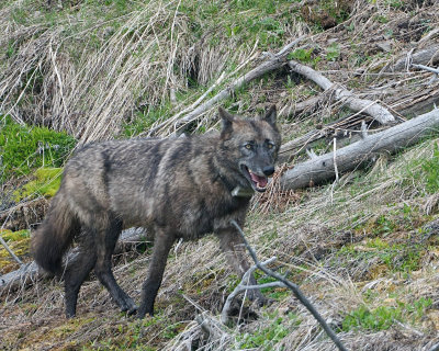 Wolf on the Mammoth to Norris Road