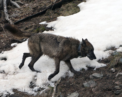 Wolf Walking on the Hill