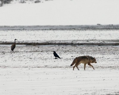 Wolf with Sandhill and Raven