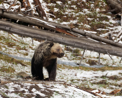 Young Grizzly Near Roaring Mountain
