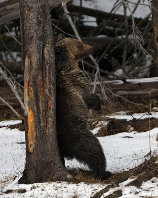 Young Grizzly Scratching