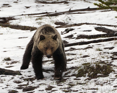 Young Grizzly Sow