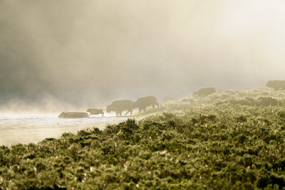 Bison crossing in the fog.jpg