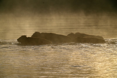 Bison Crossing the River.jpg