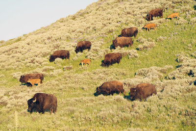 Bison on the Hill.jpg