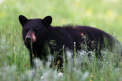 Black bear in the field.jpg