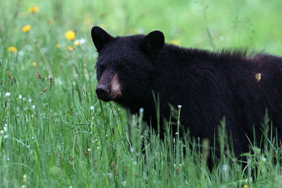 Black bear in the tall grass.jpg