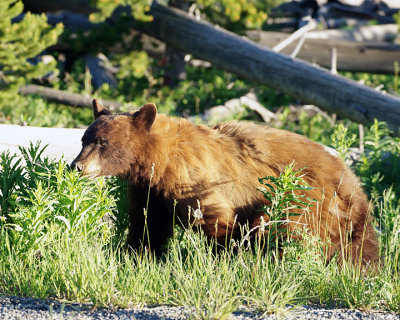Cinnamon Brown Bear in the grass.jpg