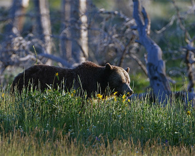 Grizzly Bear in the Wildflowers.jpg