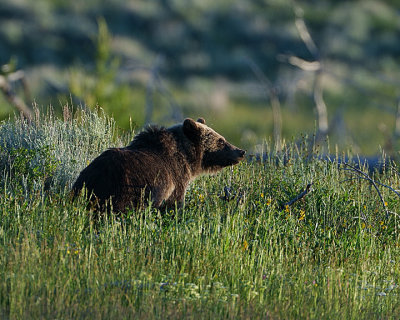 Grizzly in the grass.jpg