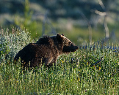Grizzly in the Sun.jpg