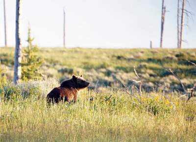 Grizzly near 9-Mile.jpg