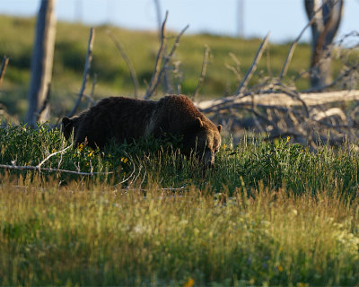 Grizzly Sow and Cub in the Grass.jpg