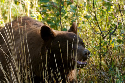 Black bear on Moose Wilson.jpg