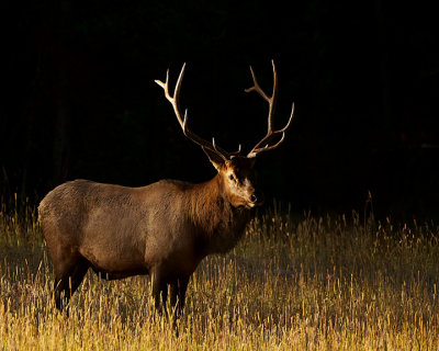 Bull elk black background.jpg