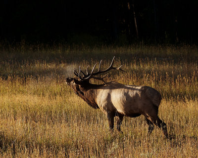 Bull elk breath.jpg