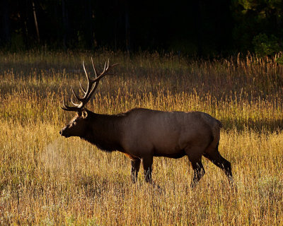 Bull elk breathing hard.jpg