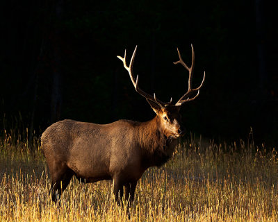Bull elk in the tall grass.jpg