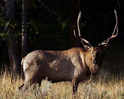 Bull elk looking back.jpg